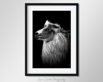 Llama Print | Black and White Wildlife Photography | Animal Wall Art | Abstract Animal Decor | Peruvian Decor | Alpaca Print