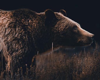 May include: A detailed image of a brown grizzly bear in its natural habitat. The bear's fur is a blend of brown and tan hues, set against a dark backdrop. The bear is gazing to the right, appearing alert. The lighting accentuates the bear's features.