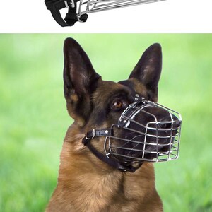 saluki muzzle