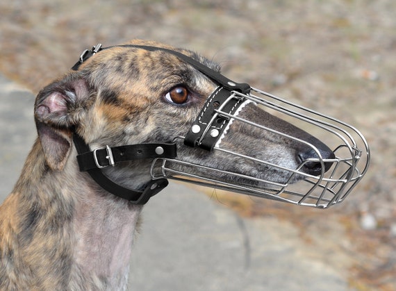 padded greyhound muzzle