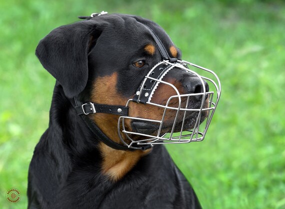 rottweiler dog collar