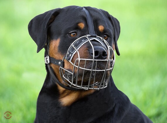 Angry Rottweiler Grande Borsa Moneta//titolare della carta di credito Nero