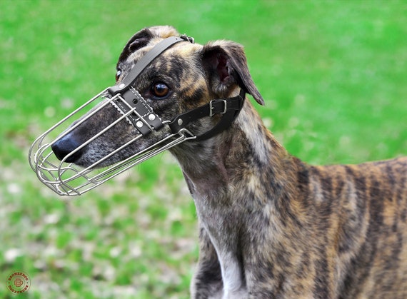 saluki muzzle