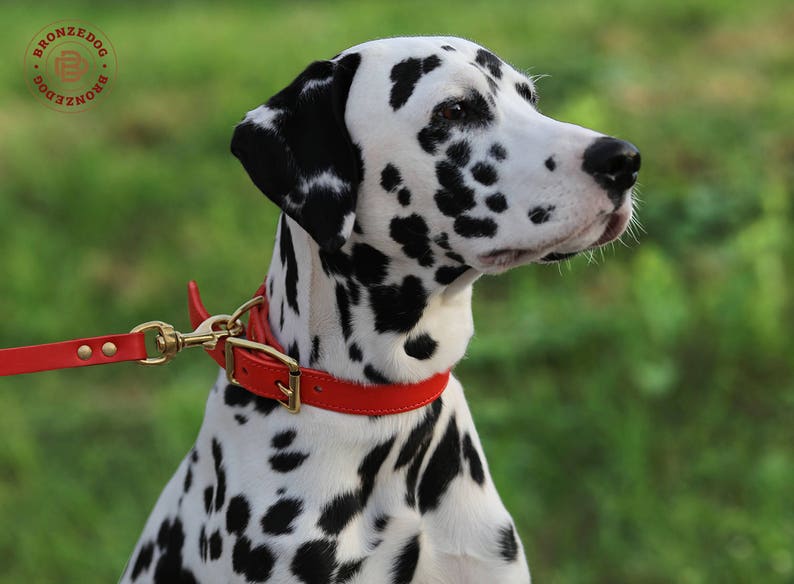 Personalized Dog Collar Red Dog Collar Female Dog Collar Etsy