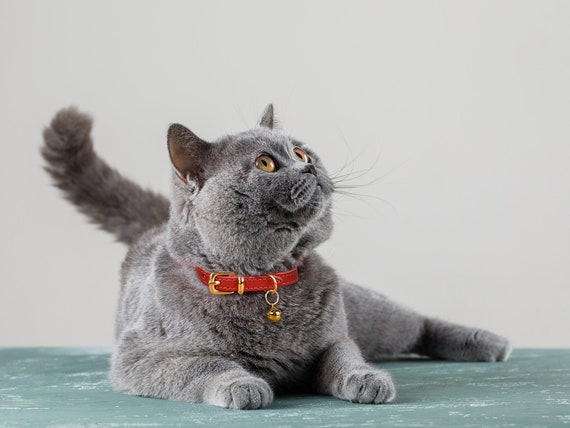 gray cat collar