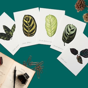 Conjunto de cartões postais (5) coleção calathea A6, arte vegetal, botânico, parede verde, pflanzenkunst, korbmarante postkarten, presente de quarentena, plantlove