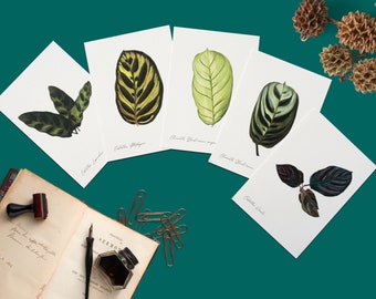 Postcard Set (5) A6 calathea collection, plant art, botanical, Green wall, pflanzenkunst, korbmarante postkarten, quarantine gift, plantlove