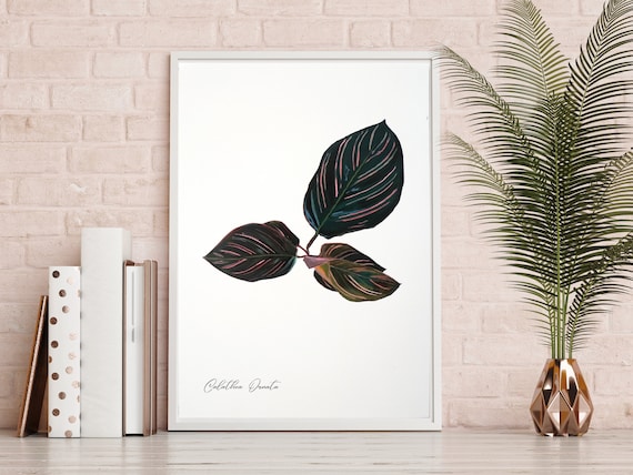 Calathea Ornata Art Print, Botanical Illustration, Green Wall Decor