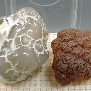 Puede incluir: Dos especímenes minerales distintos. El espécimen de la izquierda es una piedra gris translúcida, lisa y pulida, con una red de grietas blancas similares a venas. El espécimen de la derecha es una piedra marrón oscura, rugosa y texturizada.