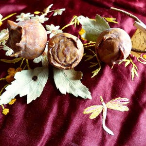 Millinery Corsage Autumn Berries - vintage flowers - handmade millinery supplies - vintage trims - vintage millinery 1900s - Made in France
