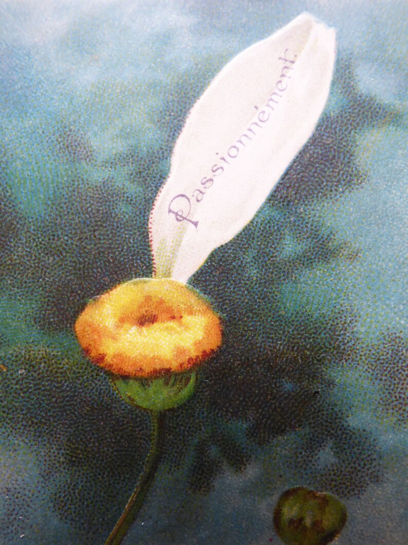 Op de afbeelding: Een vintage ansichtkaart met een gele bloem en een wit bloemblaadje met daarop het woord "Passionnement".