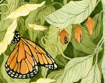 Monarch Butterfly Metamorphosis Watercolor Study