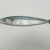 1 Large Mackerel Fish Contemporary Wall Sculpture, Fish Art, Original ...