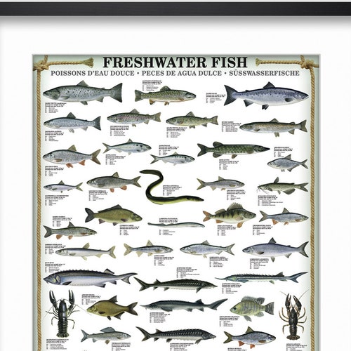 Freshwater Fish Vintage Print 5 Fish Poster Fish Art - Etsy