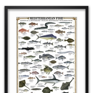 May include: A colourful illustrated chart featuring a variety of Mediterranean fish. The chart includes the scientific and common names of each fish, as well as their size and distribution. The title of the chart is "Mediterranean Fish".