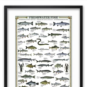 Freshwater Fish Poster