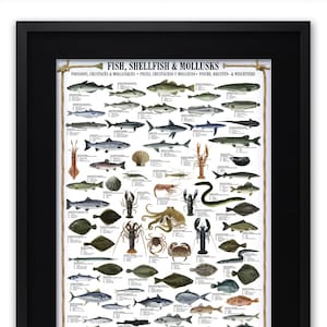 Fisch Muscheln & Mollusken Poster
