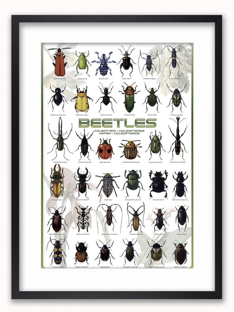 Beetles Poster: Entomology Art Print (36 X 24 Inches) - Etsy