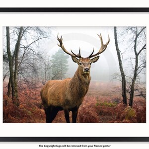 May include: Framed print featuring a majestic stag with large antlers standing in a misty forest. The artwork showcases the animal in a natural setting with brown and red foliage and bare trees, creating a serene woodland scene.