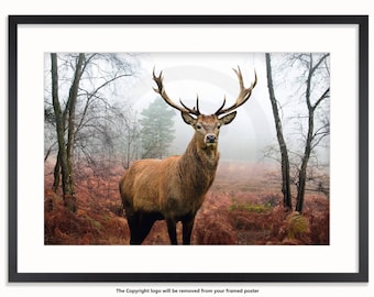 The Highland Stag Poster
