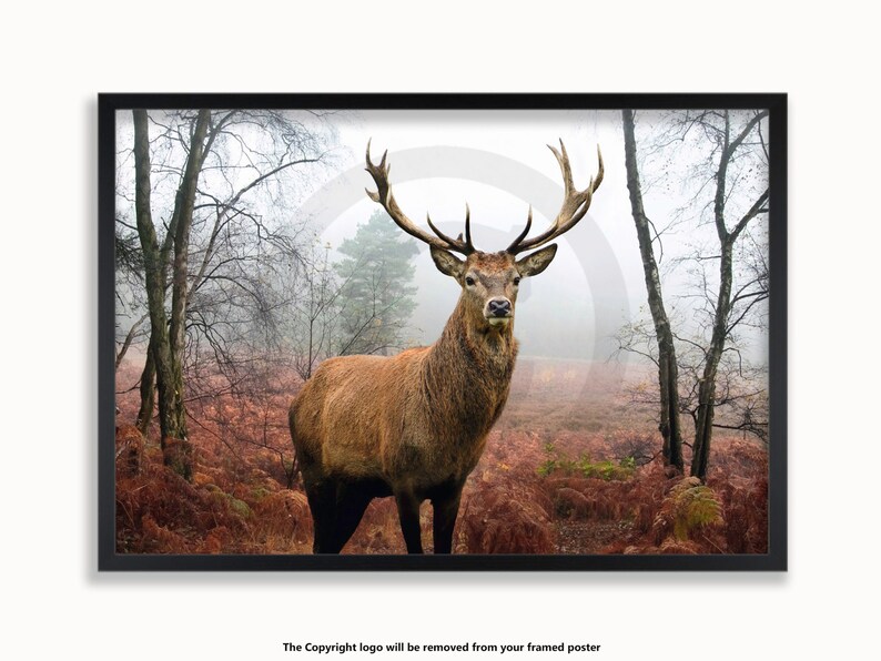 May include: Framed print featuring a majestic stag with large antlers, set in a misty forest. The deer has brown fur and stands amidst trees and reddish-brown foliage. The artwork is enclosed in a black frame.