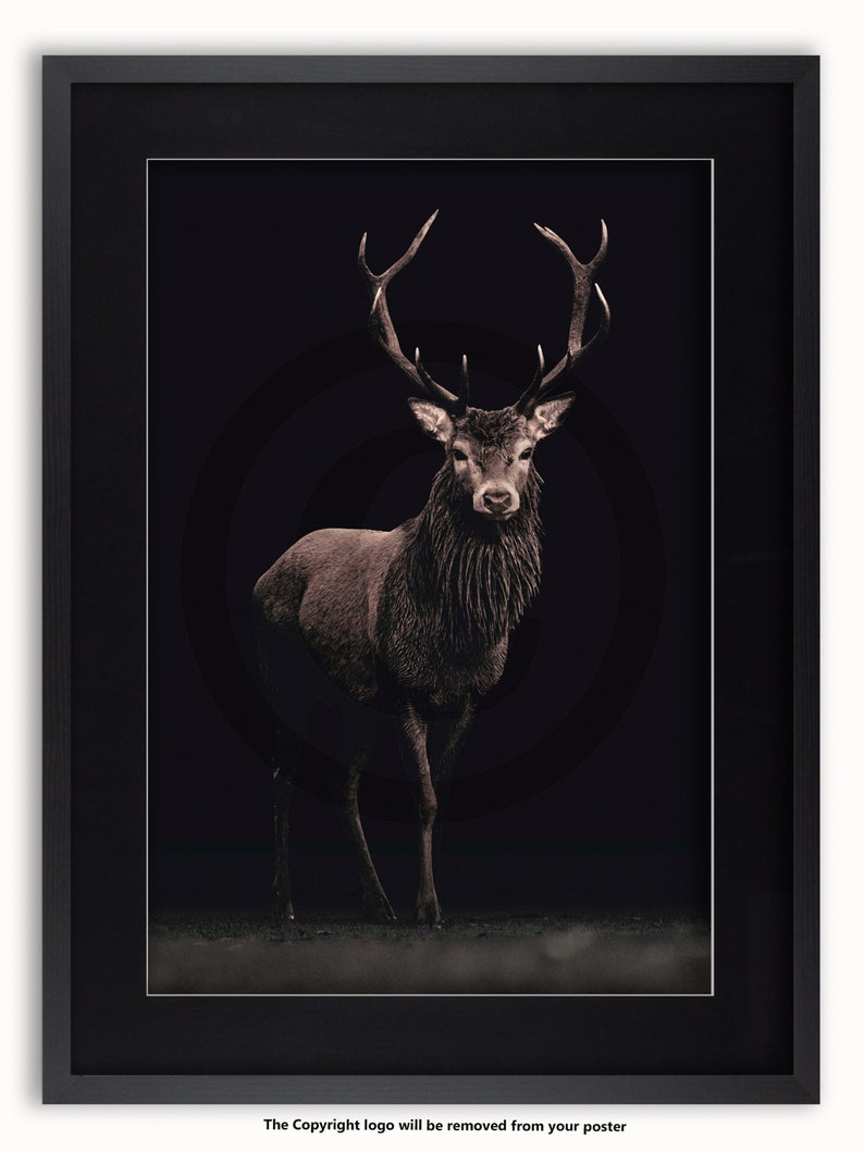 May include: A red deer stag with large antlers stands in a dark forest setting. The deer is facing the camera with its head held high. The background is a dark, blurry forest.