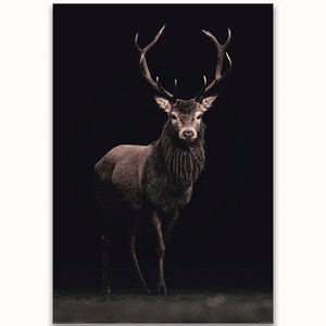 May include: A close-up of a red deer stag with large antlers standing in a dark forest. The deer is looking directly at the camera.