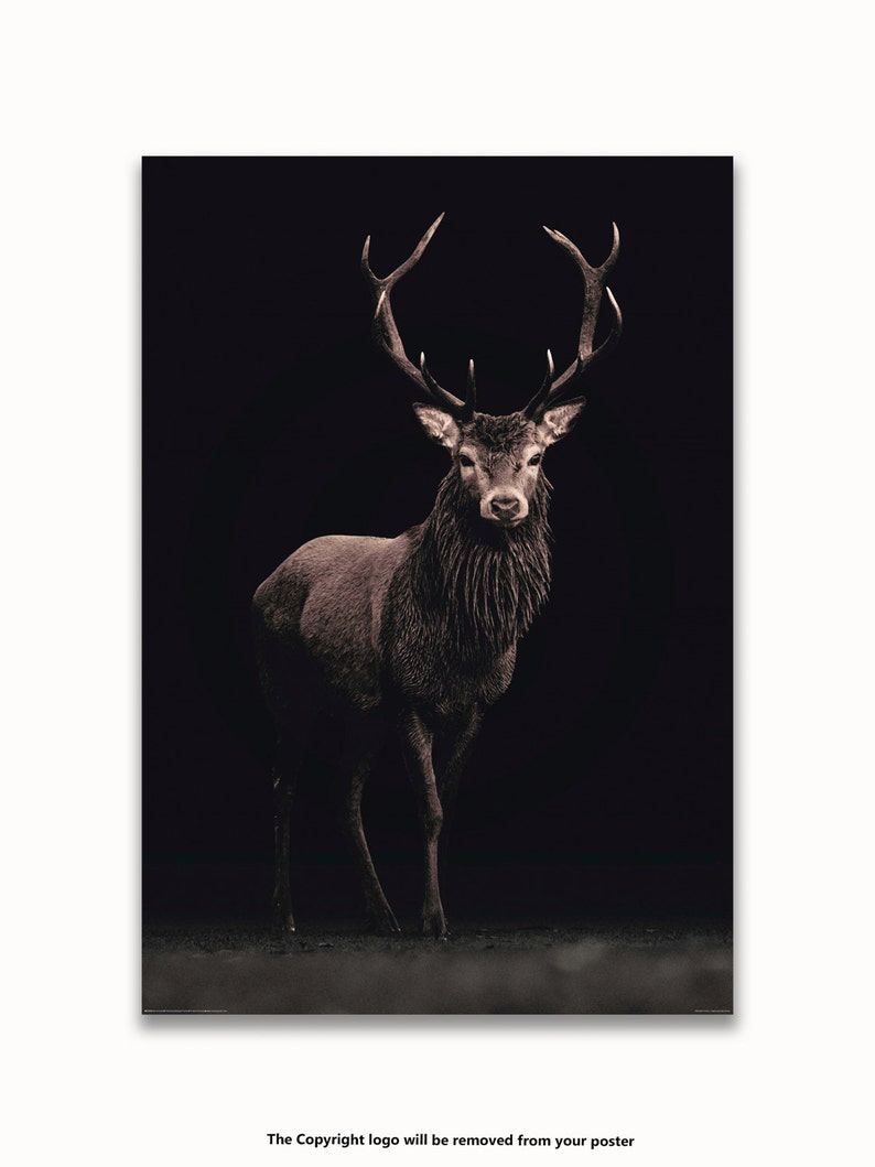 May include: A close-up of a red deer stag with large antlers standing in a dark forest. The deer is looking directly at the camera.