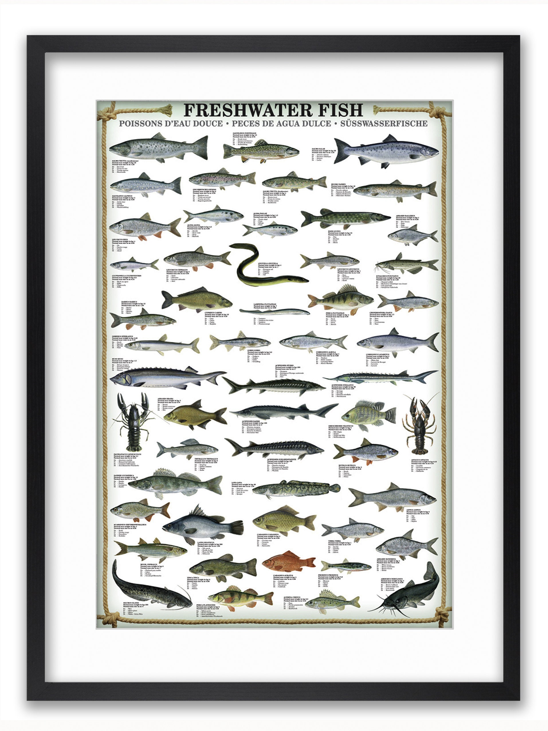 Freshwater Fish Wisconsin Poster 