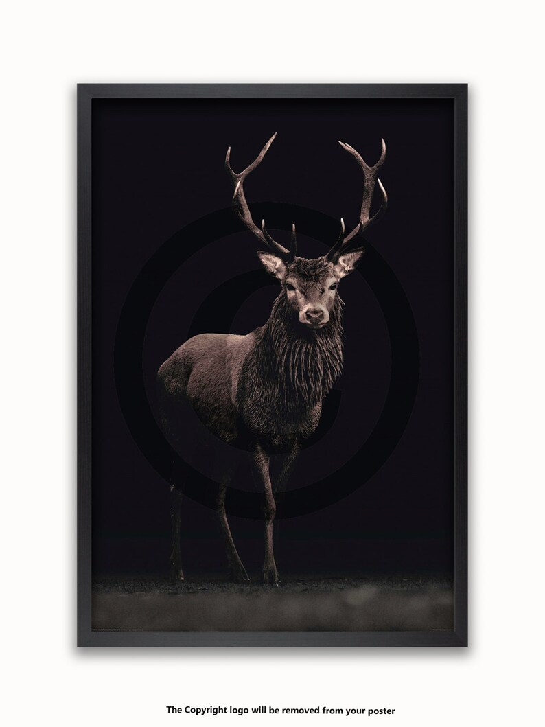 May include: A black and white photo of a red deer stag with large antlers standing in a dark forest. The deer is in focus, while the background is blurred.