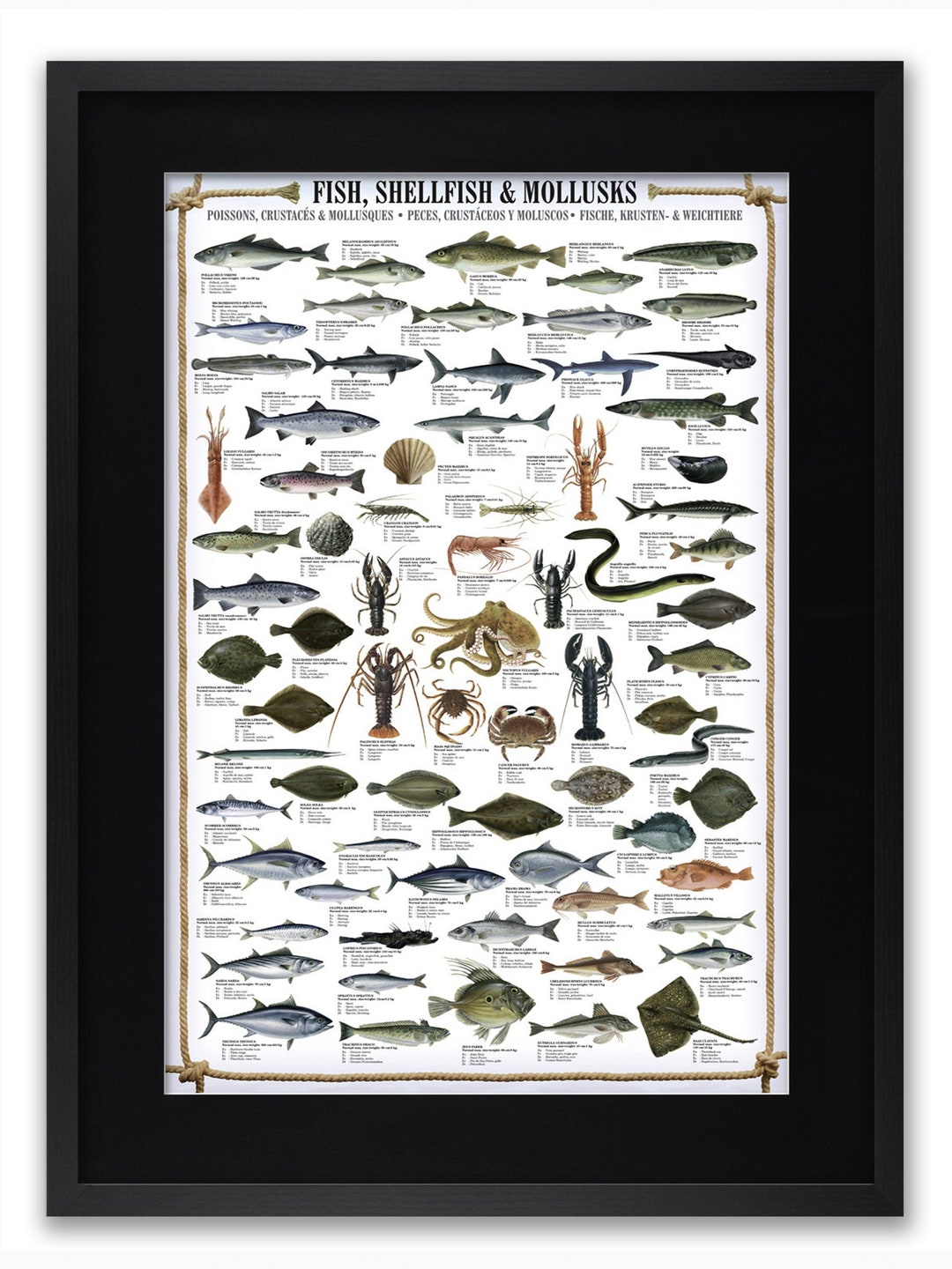 Fish Shellfish & Mollusks Poster - Etsy