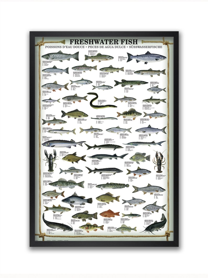 Freshwater Fish Poster - Etsy