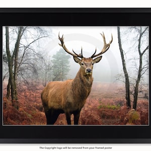 May include: Framed print featuring a majestic stag with large antlers in a misty forest setting. The stag has brown fur and stands amidst trees and reddish-brown foliage. The artwork is framed in a black border.