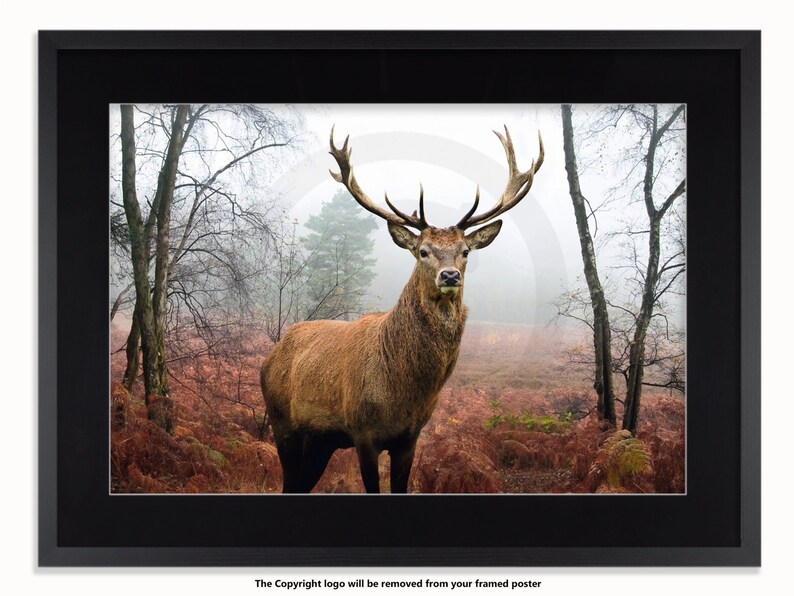 May include: Framed print featuring a majestic stag with large antlers in a misty forest setting. The stag has brown fur and stands amidst trees and reddish-brown foliage. The artwork is framed in a black border.