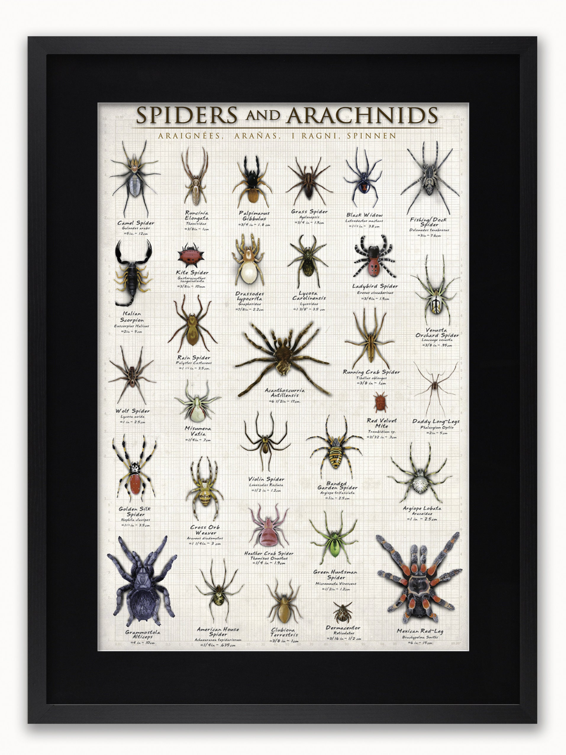 Spiders around the world - spider species - Spiders - Posters and Art  Prints