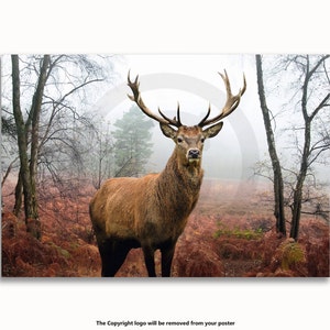 May include: A majestic red deer stag stands in a misty forest scene. The animal has large antlers and a brown coat, set against a backdrop of bare trees and reddish-brown foliage. The artwork evokes a sense of wilderness.