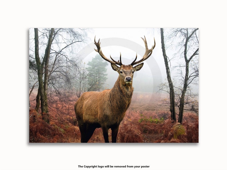 May include: A majestic red deer stag stands in a misty forest scene. The animal has large antlers and a brown coat, set against a backdrop of bare trees and reddish-brown foliage. The artwork evokes a sense of wilderness.