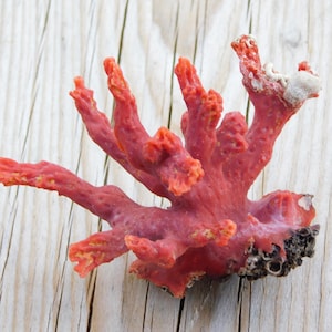 May include: A bright red coral, featuring multiple branching arms and a textured surface. The coral displays a mix of red and orange tones, with a small section of white and black at the base. The coral is set against a light wood background.