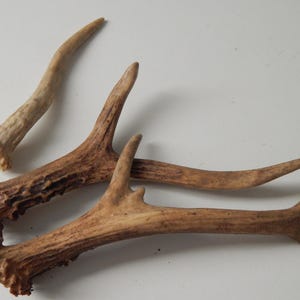 May include: Three deer antlers in varying sizes and shades of brown and tan are arranged on a white surface. The antlers have a rough, textured surface and are naturally shed. The largest antler has multiple points.