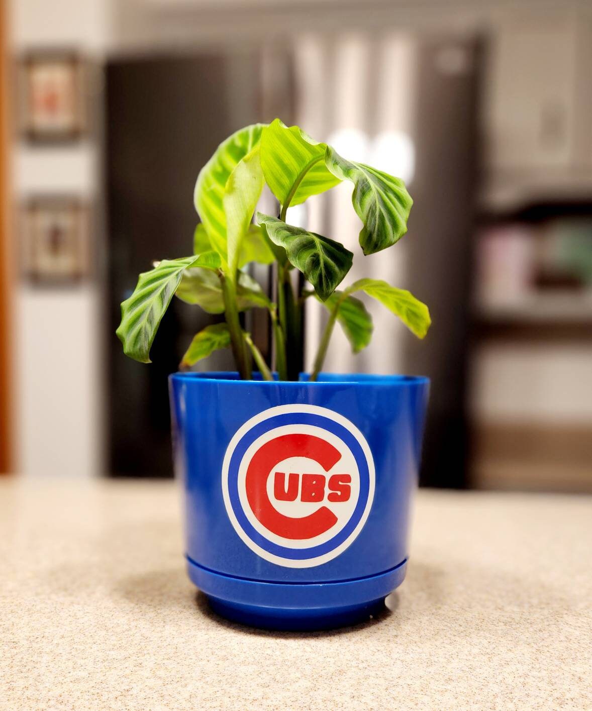 Chicago Cubs Planter Cubs Fan Cubs Fan Gifts Cubs Gear Etsy