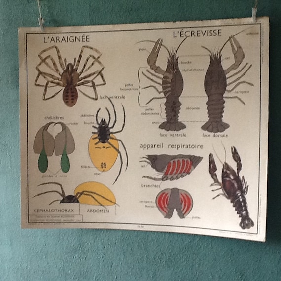 Displays educational Rossignol vintage front spider-back chafer