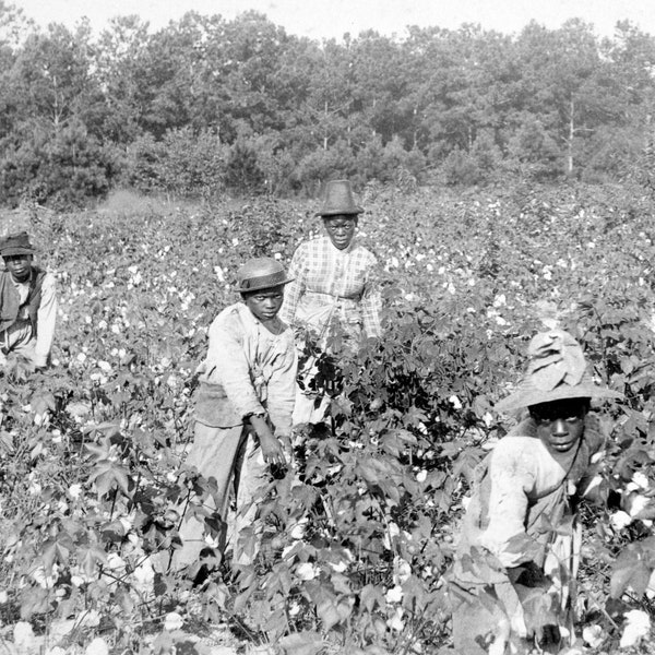 African American, Vintage Photo, Cotton Picking, Picture, African American Art, Black History Month, Print, Civil Rights, Slavery, Black Art