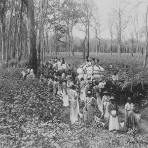 May include: Black and white photograph of a group of people working in a cotton field. The people are loading cotton onto a wagon pulled by a team of horses. The image is captioned "A Scene of Cotton Planting in the Rich Cotton Growing District of the Mississippi Valley."