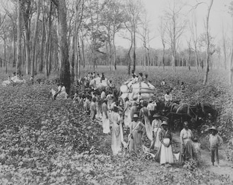 1891 African American Plantation Workers Photo: Black History Print
