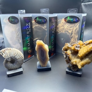 May include: Three gemstones on display, including an ammonite fossil, a banded agate slice, and a cluster of yellow crystals. Each is mounted on a small, dark gray stand. The background features boxes with the text "GEMMYBOX Fine Stones".