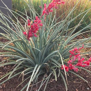 Redflower false yucca Hesperaloe parviflora red yucca or coral yucca seeds xeriscape low maintenance drought tolerant plants desert plants