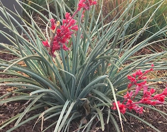Red Yucca Seeds: Drought Tolerant Desert Plant for Xeriscaping