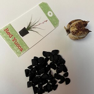 Red Yucca Seeds: Drought Tolerant Desert Plant for Xeriscaping - Etsy