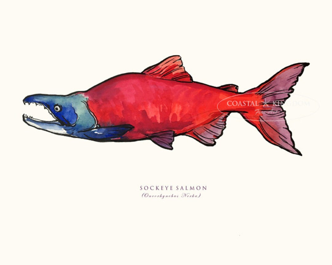 Sockeye Salmon - Etsy
