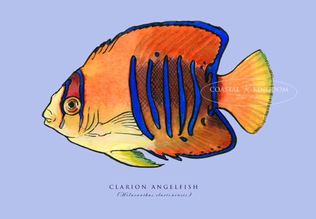 Clarion Angelfish Etsy